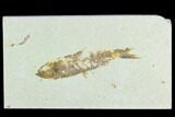 Bargain Fossil Fish (Knightia) - Wyoming #126512-1